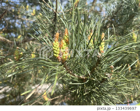 Young pine cones growing on a branch in spring sunlight 133439697
