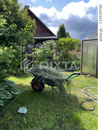 Garden wheelbarrow filled with freshly cut grass in backyard 133439700