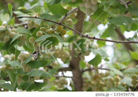 紅葉前のイチョウの実 紅葉前のイチョウの実 133439776