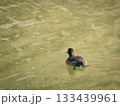泳ぐ鴨の後ろ姿 133439961