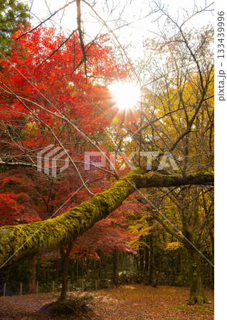 苔むした大木と紅葉の森に差し込む太陽 苔むした大木と紅葉の森に差し込む太陽 133439996
