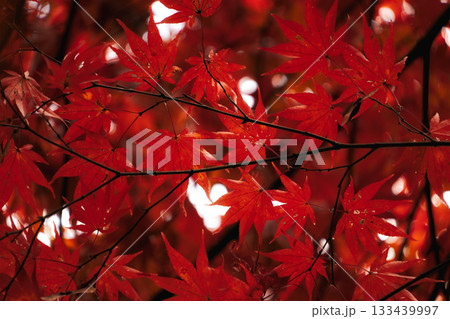 一面に広がる深紅の紅葉 一面に広がる深紅の紅葉 133439997