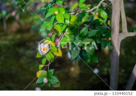 京都府八幡市松花堂公園に清楚に咲く春椿を撮影 133440152