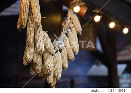 Dried corn cobs. Dried Corns hanging on rustic wall close up 133440414