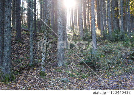 Amazing autumn forest in morning sunlight. Red and yellow leaves on trees in woodland. Golden forest landscape 133440438