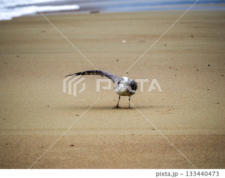 波打ち際のカモメ 波打ち際のカモメ 133440473