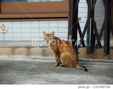野良猫のいる風景 野良猫のいる風景 133440706