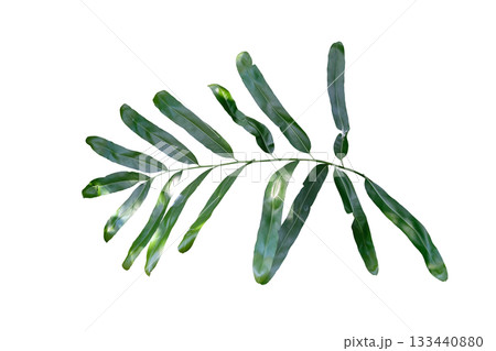 golden leather fern (Acrostichum aureum) golden leather fern (Acrostichum aureum) 133440880