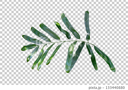 golden leather fern (Acrostichum aureum) golden leather fern (Acrostichum aureum) 133440880