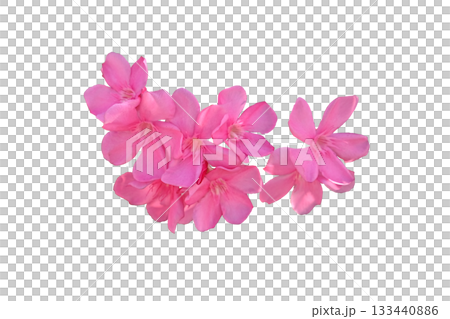 Pink oleander flower Pink oleander flower 133440886