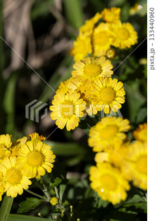 サトイソギク サトイソギク 133440960