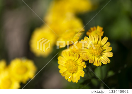 サトイソギク 133440961