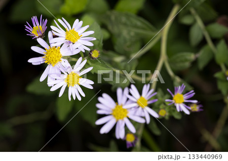 ノコンギク ノコンギク 133440969