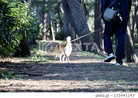 飼い主と散歩する柴犬 133441147