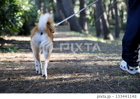 公園で犬の散歩をする男性 133441148