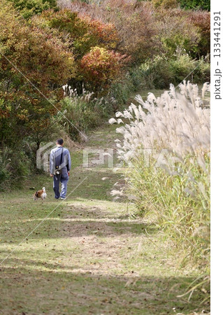 ススキね原を散歩する男性と柴犬 133441291