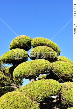 きれいに刈り込まれた植木　青空に映える新緑　カイズカイブキ 133441551