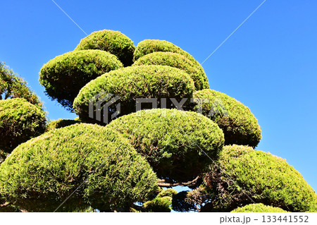 きれいに刈り込まれた植木　青空に映える新緑　カイズカイブキ 133441552