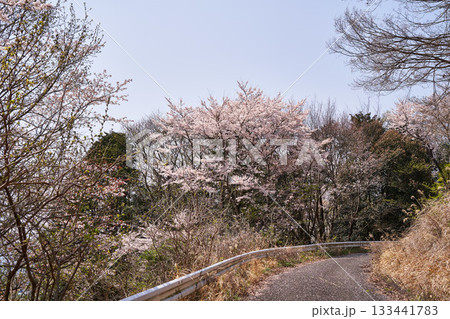 神奈川県 秦野市東田原の桜 神奈川県 秦野市東田原の桜 133441783