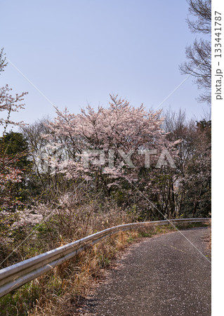 神奈川県　秦野市東田原の桜 133441787