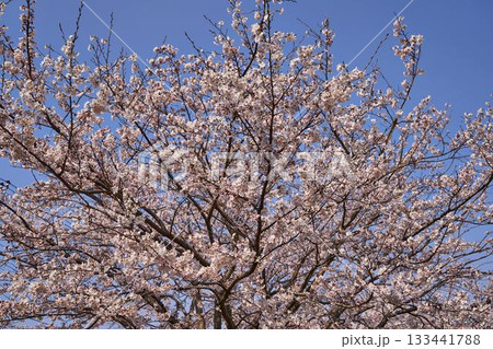 神奈川県 宮ヶ瀬鳥居原園地の桜 神奈川県 宮ヶ瀬鳥居原園地の桜 133441788