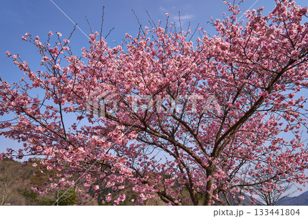 神奈川県 宮ヶ瀬鳥居原園地の桜 神奈川県 宮ヶ瀬鳥居原園地の桜 133441804