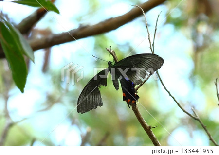 夏の終わり 今にも力尽きそうなカラスアゲハ やんばるの森 夏の終わり 今にも力尽きそうなカラスアゲハ やんばるの森 133441955