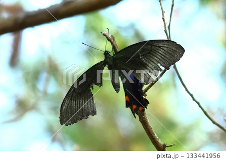 夏の終わり　今にも力尽きそうなカラスアゲハ　やんばるの森 133441956