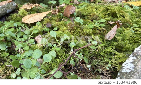 苔むした地表と落ち葉のクローズアップ 苔むした地表と落ち葉のクローズアップ 133441986
