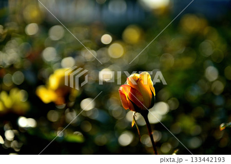 晩秋に咲く色とりどりの四季咲きのバラ　玉ボケ　 133442193