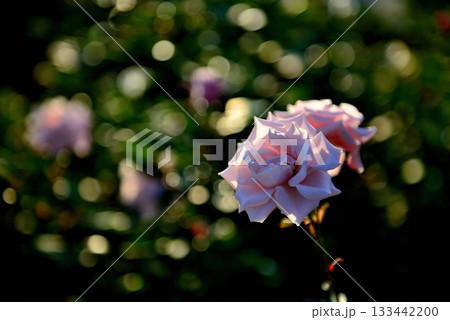 晩秋に咲く色とりどりの四季咲きのバラ　玉ボケ　 133442200