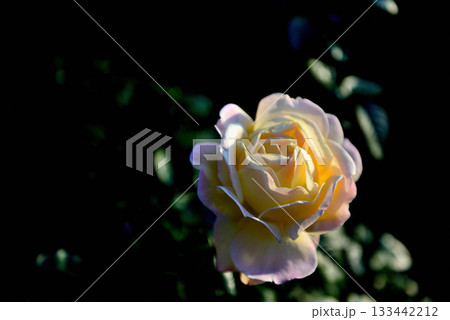 晩秋に咲く色とりどりの四季咲きのバラ　玉ボケ  133442212