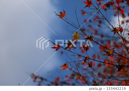青空に浮かぶ紅葉のシルエット 青空に浮かぶ紅葉のシルエット 133442219