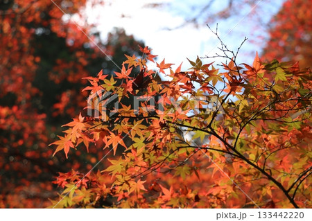 柔らかな光に照らされる紅葉の枝 柔らかな光に照らされる紅葉の枝 133442220