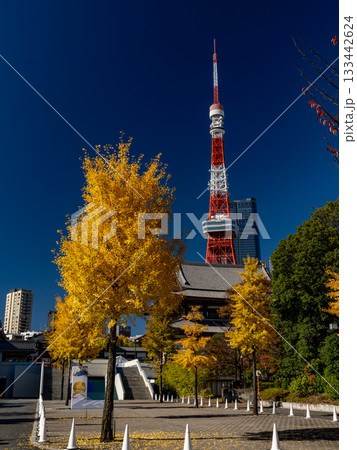 芝公園から見える東京タワーと増上寺 芝公園から見える東京タワーと増上寺 133442624