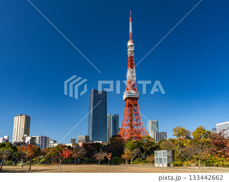芝公園から見える東京タワー 芝公園から見える東京タワー 133442662