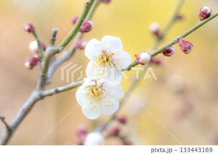 梅の花 梅の花 133443169