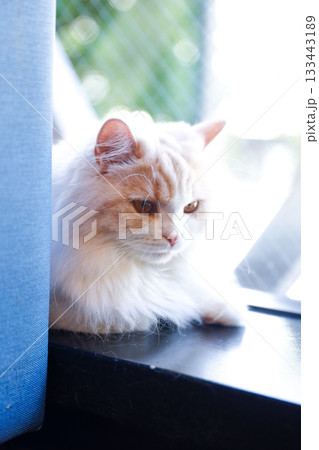 猫 猫 133443189
