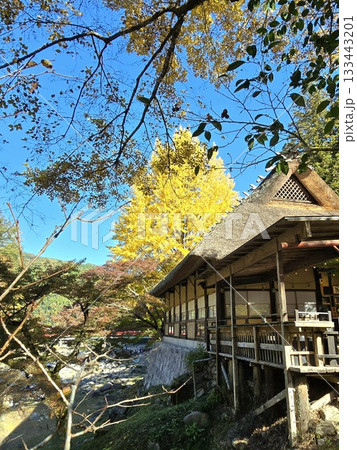 秋の風景 紅葉に包まれた小屋と青空に映えるイチョウの木 秋の風景 紅葉に包まれた小屋と青空に映えるイチョウの木 133443201