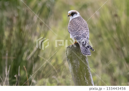 Red-footed falcon perched on a post in Eempolder, Netherlands during a calm day observing its surroundings Red-footed falcon perched on a post in Eempolder, Netherlands during a calm day observing its surroundings 133443456
