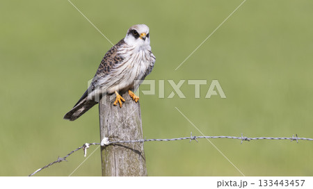 Red-footed falcon perched on a post in Eempolder, Netherlands during the warm afternoon light Red-footed falcon perched on a post in Eempolder, Netherlands during the warm afternoon light 133443457