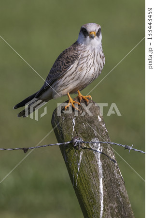 Red-footed falcon perched on a post in Eempolder, Netherlands during the warm afternoon light 133443459