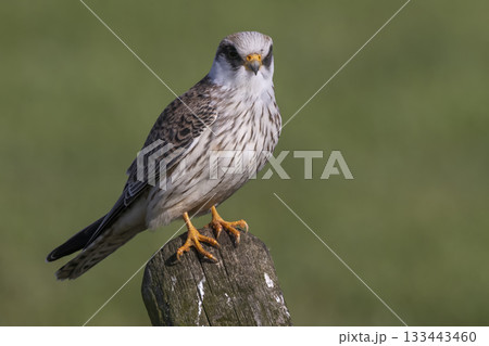 Red-footed falcon perched on a post in Eempolder, Netherlands, enjoying a sunny day Red-footed falcon perched on a post in Eempolder, Netherlands, enjoying a sunny day 133443460
