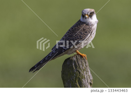Red-footed falcon perched on a post in Eempolder, Netherlands, enjoying a sunny day 133443463