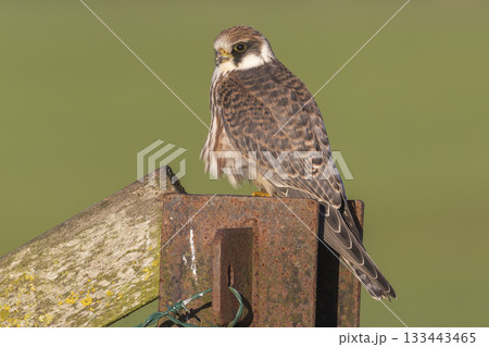 Red-footed falcon spotted perched on a fence post in Eempolder, Netherlands during bright daylight 133443465