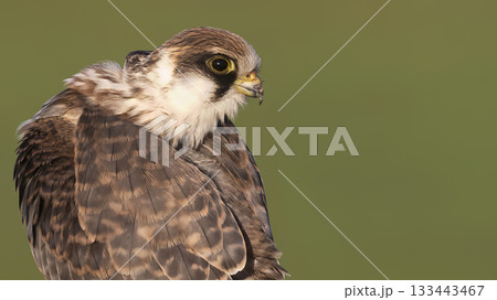 Red-footed falcon spotted in Eempolder, Netherlands during golden hour watching its surroundings Red-footed falcon spotted in Eempolder, Netherlands during golden hour watching its surroundings 133443467