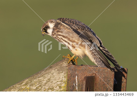 Red-footed falcon spotted perched on a fence post in Eempolder, Netherlands during bright daylight Red-footed falcon spotted perched on a fence post in Eempolder, Netherlands during bright daylight 133443469