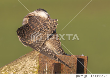 Red-footed falcon preening its feathers in Eempolder, Netherlands during early morning light Red-footed falcon preening its feathers in Eempolder, Netherlands during early morning light 133443472