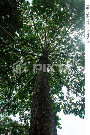 A large tree and green leaves. 133443498