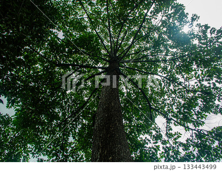 A large tree and green leaves. A large tree and green leaves. 133443499